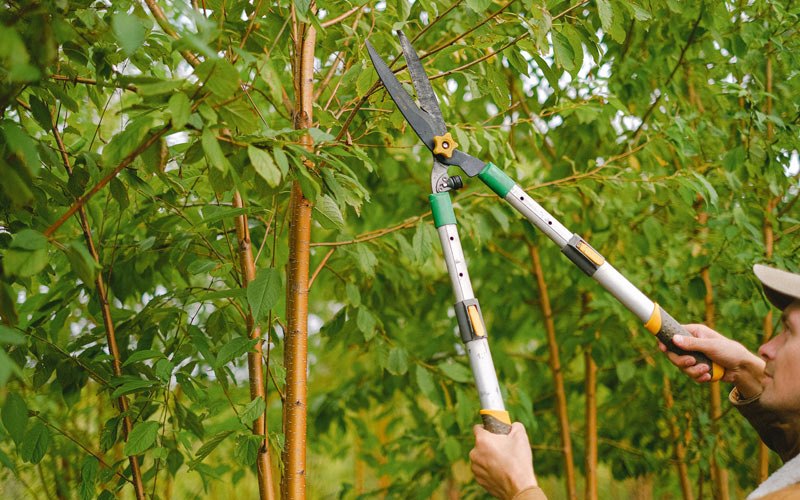 Tree trimming in Westby, MT